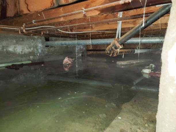 Best Professional water damage repair  in London, OH